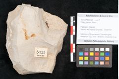 Foto (Objekt + Etikett) von Chara meriani Braun (NHMW-GEO-2024-0188-6725)